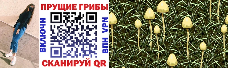 Галлюциногенные грибы Cubensis  Можайск 